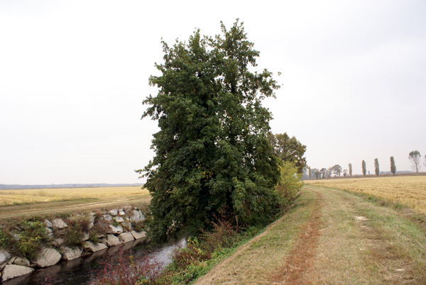 Alnus glutinosa