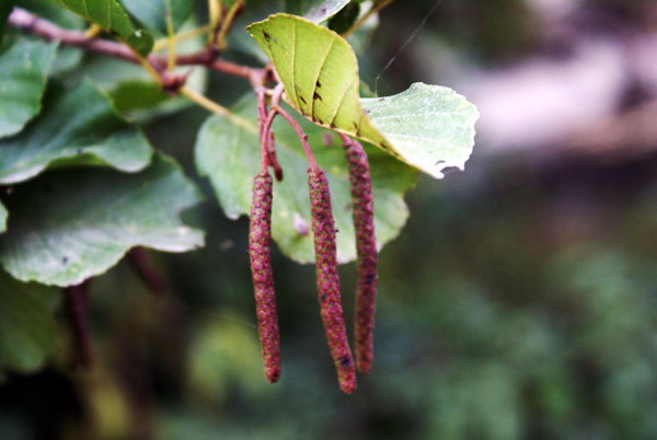 Alnus glutinosa