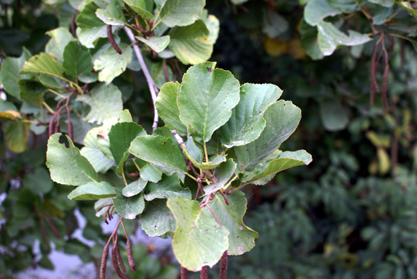 Alnus glutinosa
