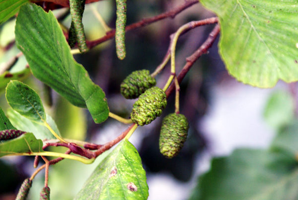 Alnus glutinosa