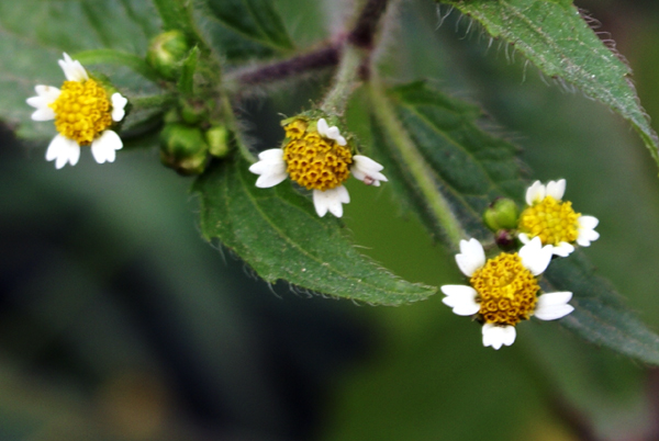 Galinsoga quadriradiata