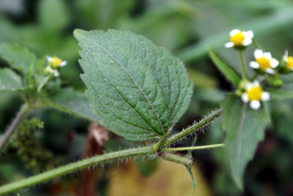Galinsoga quadriradiata