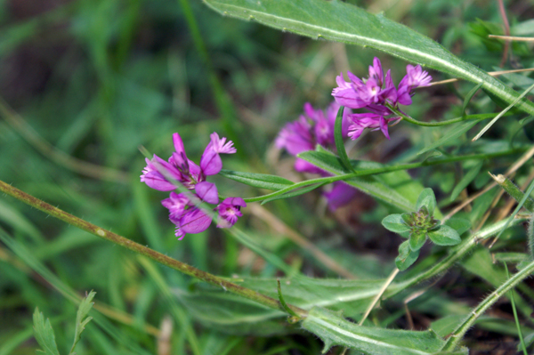 Polygala sp.