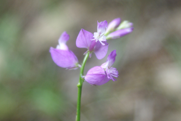 Polygala sp.