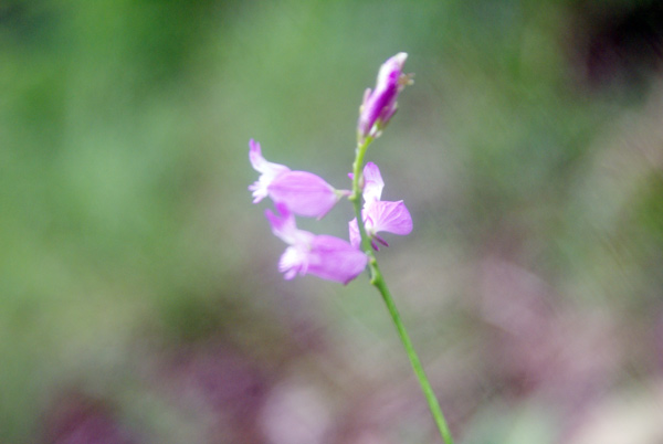 Polygala sp.