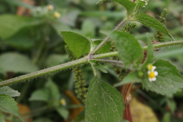 Galinsoga quadriradiata