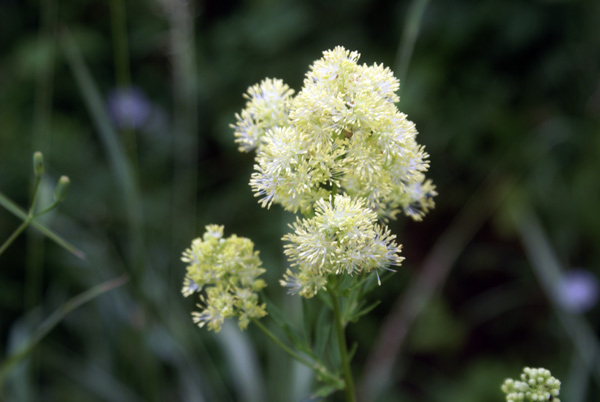 Thalictrum sp.