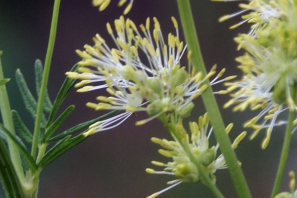 Thalictrum sp.