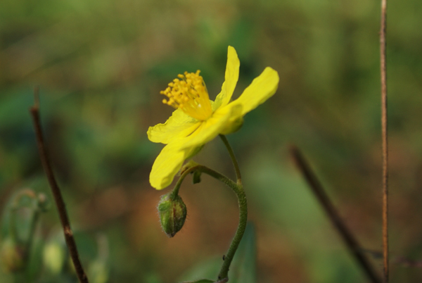 Potentilla? no, Helianthemum cfr. mummularium