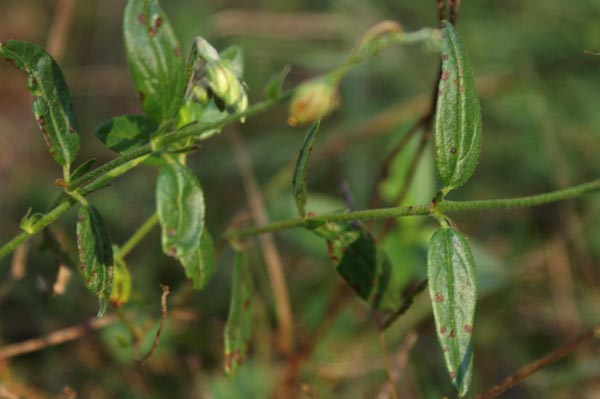 Potentilla? no, Helianthemum cfr. mummularium