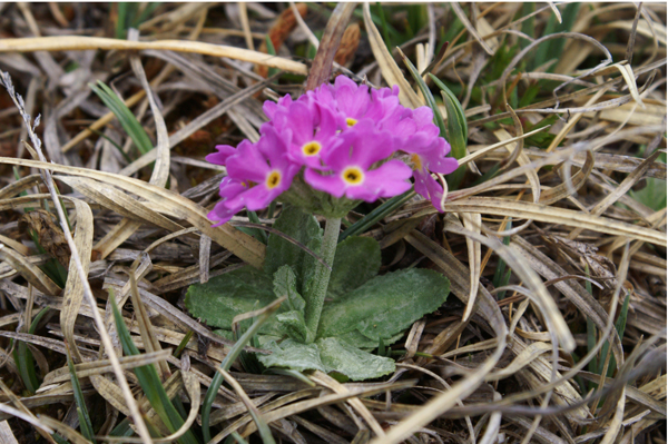 Primula farinosa