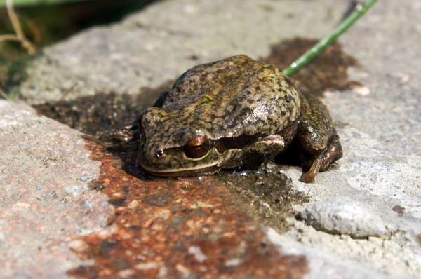 raganella - Hyla intermedia