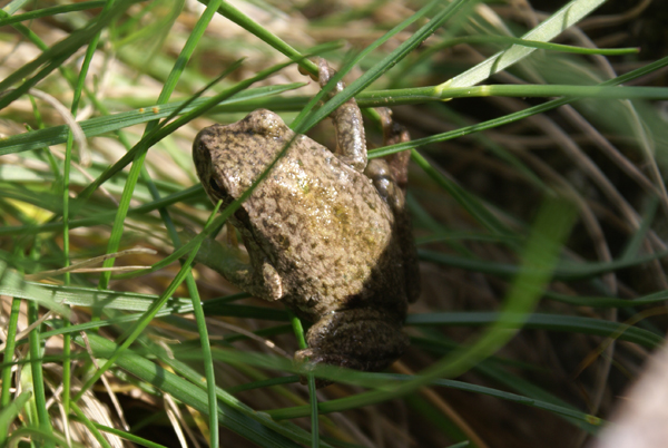 raganella - Hyla intermedia