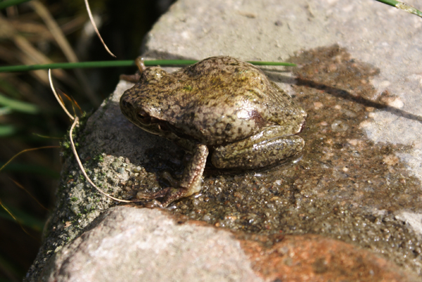 raganella - Hyla intermedia