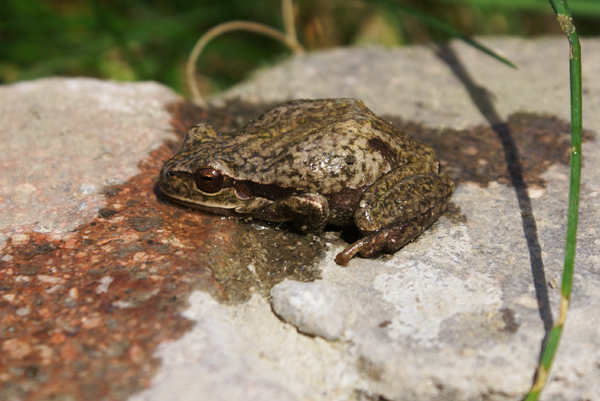 raganella - Hyla intermedia