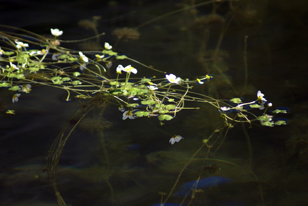 Ranunculus peltatus / Ranuncolo  peltato