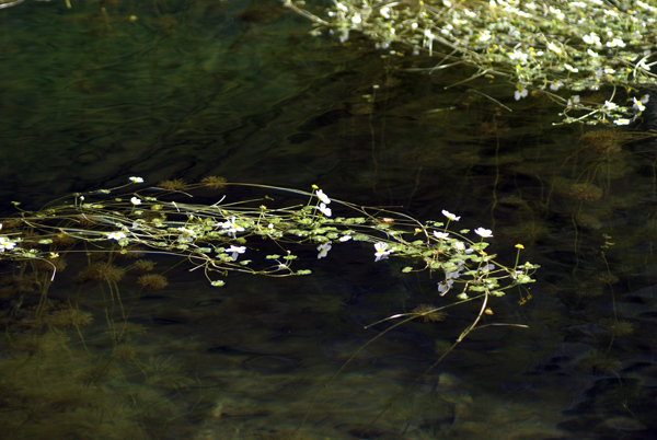 Ranunculus peltatus / Ranuncolo  peltato