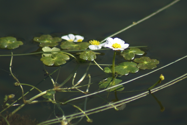 Ranunculus peltatus / Ranuncolo  peltato