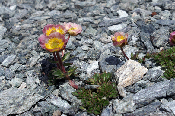 Ranunculus glacialis / Ranuncolo dei ghiacciai