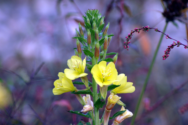 altra Oenothera