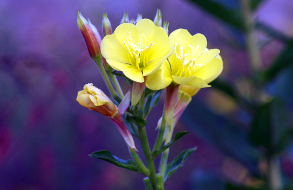 altra Oenothera