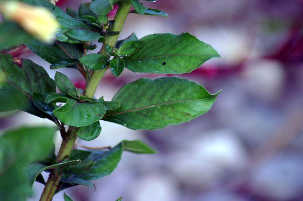 altra Oenothera