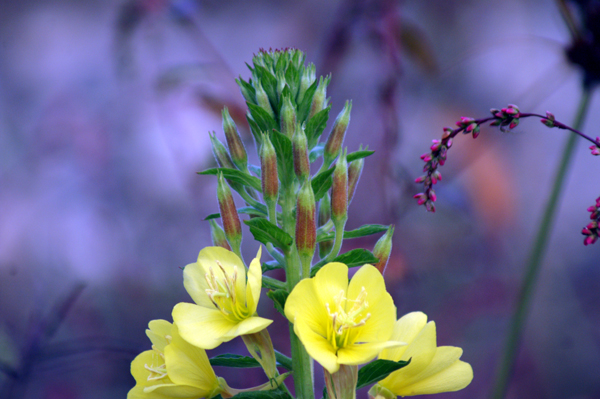 altra Oenothera