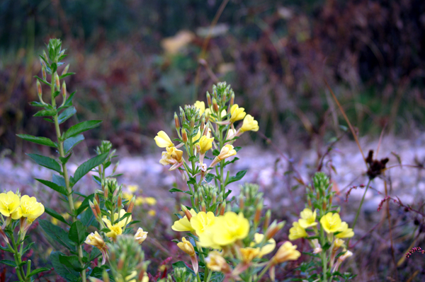 altra Oenothera