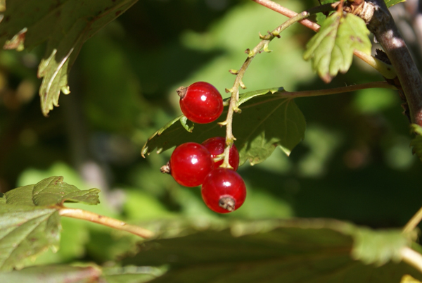 Ribes petraeum / Ribes dei sassi