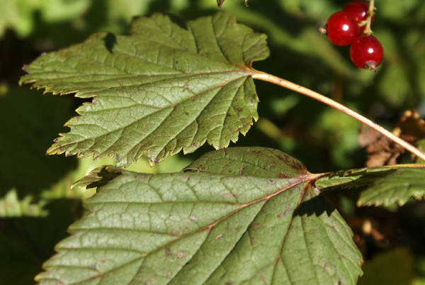 Ribes petraeum / Ribes dei sassi