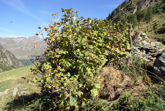 Ribes petraeum / Ribes dei sassi