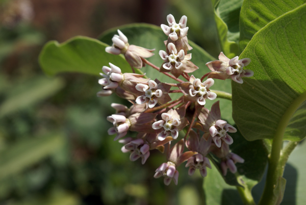 Asclepias syriaca / Albero della seta
