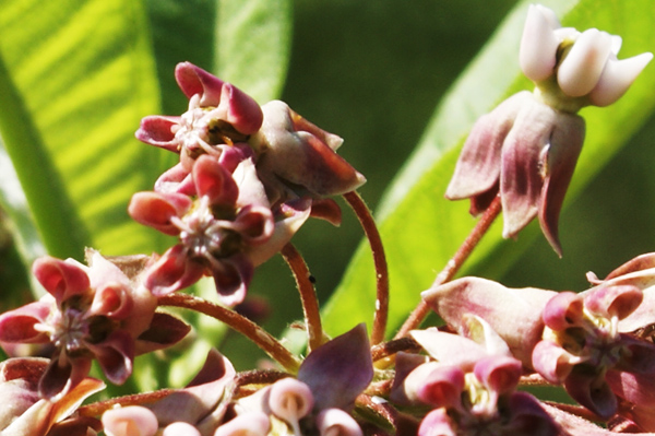 Asclepias syriaca / Albero della seta