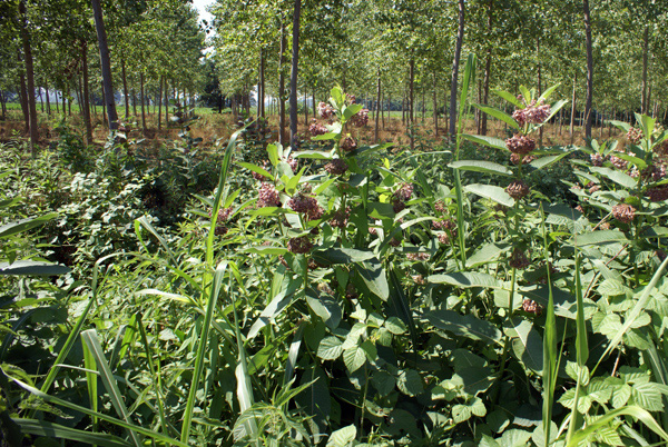 Asclepias syriaca / Albero della seta