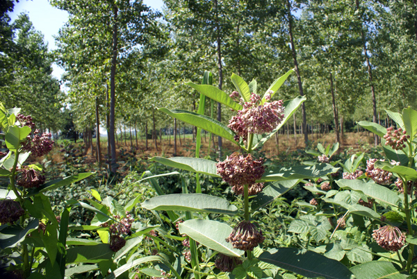 Asclepias syriaca / Albero della seta