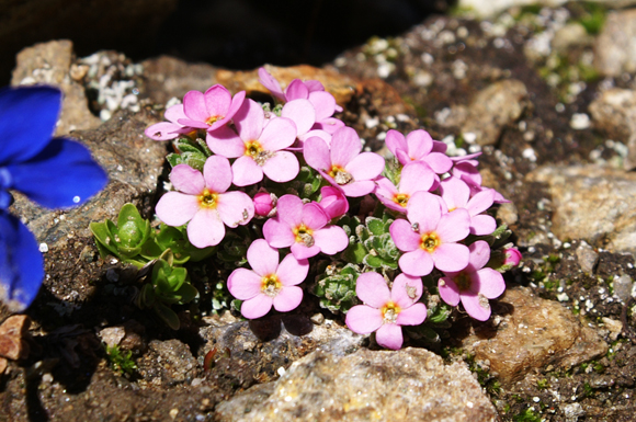 Androsace alpina / Androsace alpina