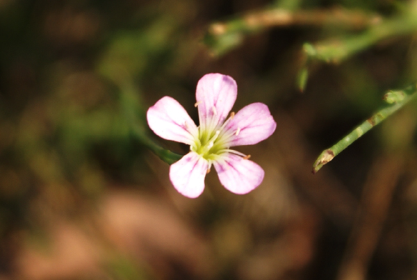 Petrorhagia saxifraga / Garofanina spaccasassi