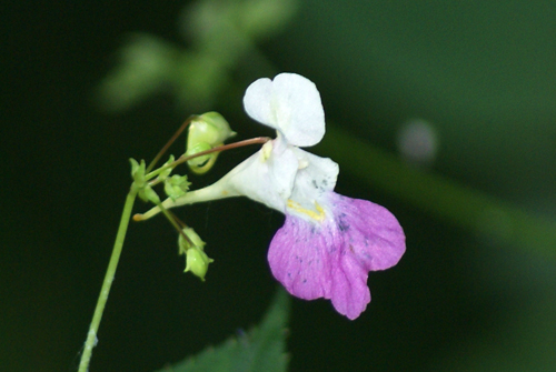 Impatiens balfourii / Balsamina di Balfour