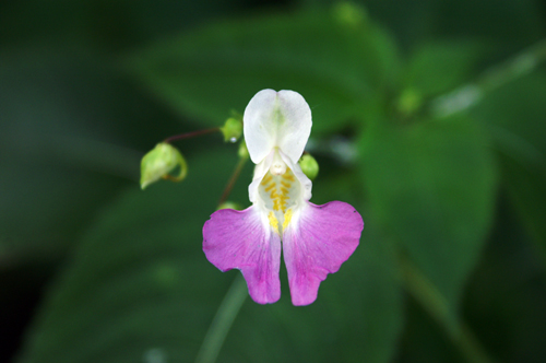 Impatiens balfourii / Balsamina di Balfour