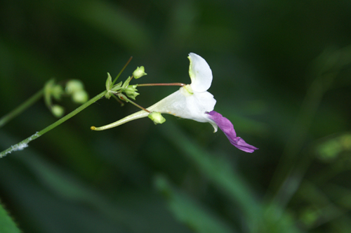 Impatiens balfourii / Balsamina di Balfour