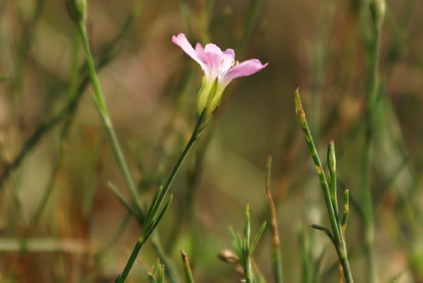 Petrorhagia saxifraga / Garofanina spaccasassi