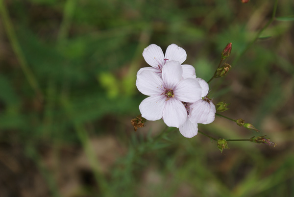 Linum tenuifolium