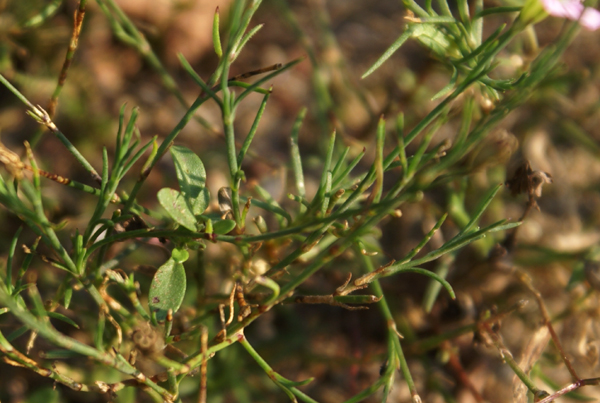 Petrorhagia saxifraga / Garofanina spaccasassi