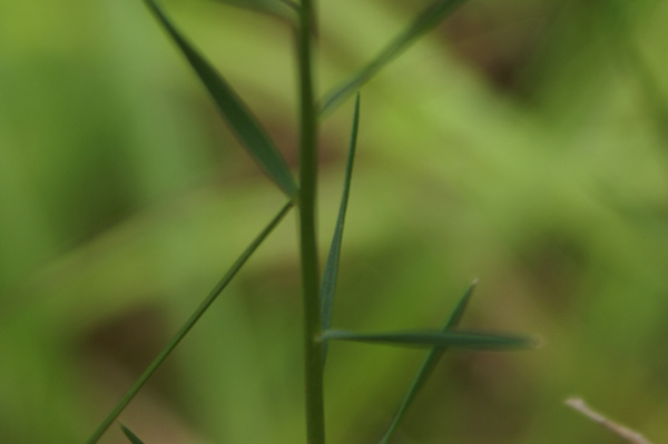 Linum tenuifolium