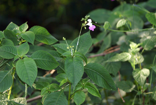 Impatiens balfourii / Balsamina di Balfour