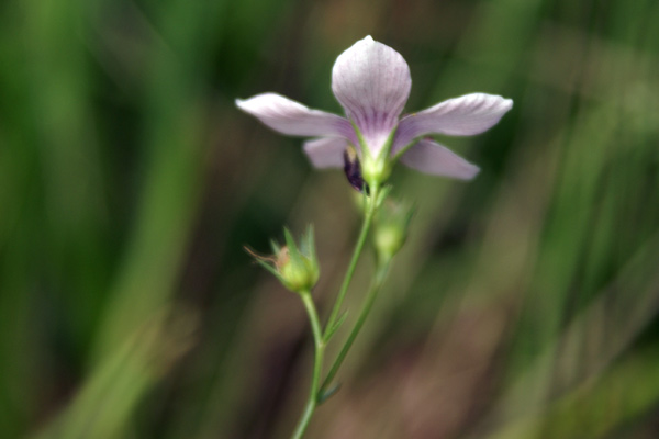Linum tenuifolium