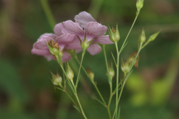 Linum tenuifolium