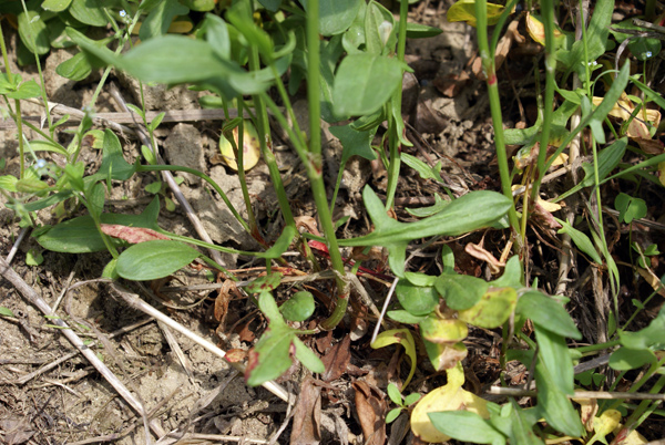 Rumex acetosella / Romice acetosella