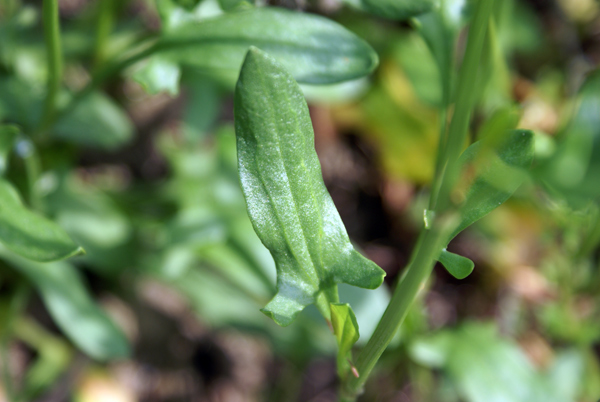 Rumex acetosella / Romice acetosella