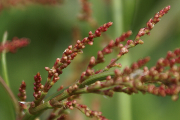 Rumex acetosella / Romice acetosella
